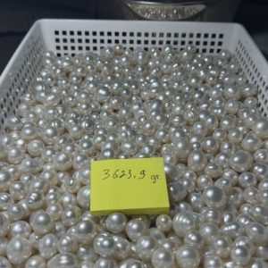 Oval White South Sea Pearls